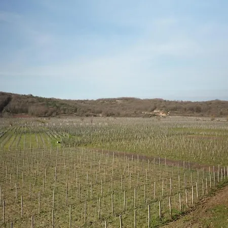 Vineyard Vrbnik (Primorje-Gorski Kotar)