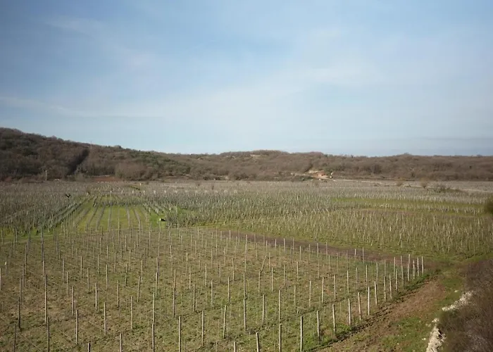 Vineyard Vrbnik (Primorje-Gorski Kotar)